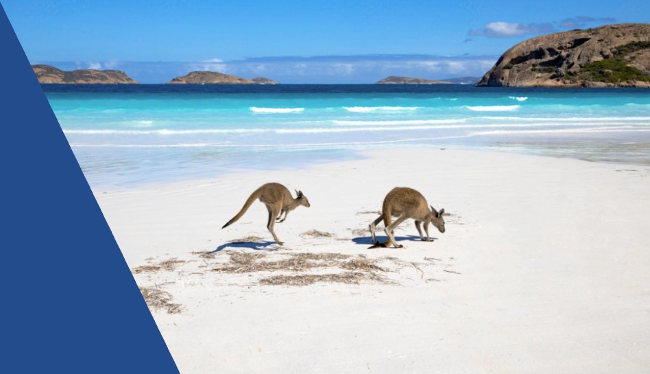Kangaroos on a beach